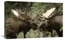 Michael Quinton - Alaska Moose males confronting each other in the fall, Alaska