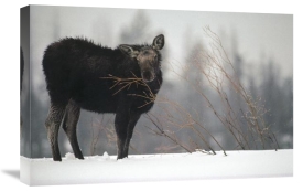 Michael Quinton - Moose cow feeding on a willow branch in the winter, Idaho