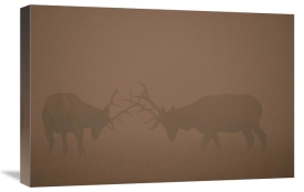 Michael Quinton - Elk pair of bulls fighting in smoke from fire, Yellowstone NP, Wyoming