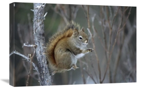 Michael Quinton - Red Squirrel feeding on willows,  Alaska