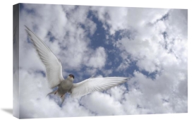 Michael Quinton - Arctic Tern flying against cloudy sky, Alaska