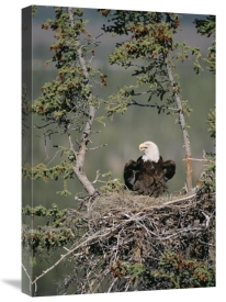 Michael Quinton - Bald Eagle calling on nest, Alaska