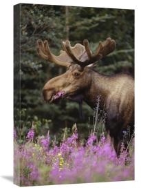 Michael Quinton - Alaska Moose feeding on Fireweed flowers in the spring, Alaska