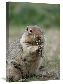 Michael Quinton - Arctic Ground Squirrel feeding on butterfly, Alaska