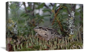 Michael Quinton - Wood Frog on forest floor, Alaska