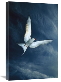 Michael Quinton - Arctic Tern flying, Alaska