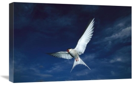 Michael Quinton - Arctic Tern flying,  Alaska