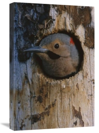 Michael Quinton - Northern Flicker woodpecker in nest cavity, Slana, Alaska