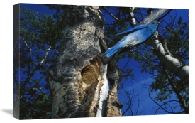 Michael Quinton - Mountain Bluebird flying out of abandoned northern flicker nest,  Montana
