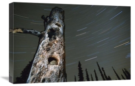 Michael Quinton - Northern Red-backed Vole in nest cavity with star trails, Alaska