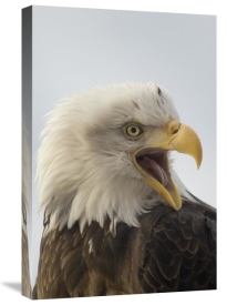 Michael Quinton - Bald Eagle calling, Alaska