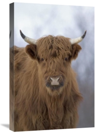 Michael Quinton - Cattle, a highland breed, Kodiak Island, Alaska