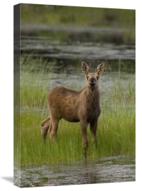 Michael Quinton - Alaska Moose calf standing in marsh, Alaska