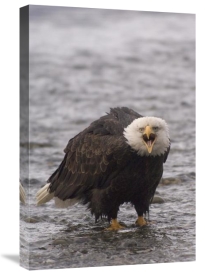 Michael Quinton - Bald Eagle calling, Alaska