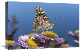 Tim Fitzharris - Painted Lady butterfly feeding on Purple Aster , California