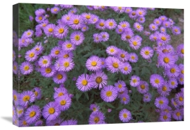 Tim Fitzharris - Smooth Aster plant in full summer bloom, Colorado