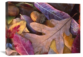 Tim Fitzharris - Acorns, Oak, Cherry and Sumac, fall, Petit Jean State Park, Arkansas