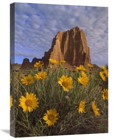 Tim Fitzharris - Temple of the Sun with Sunflowers, Capitol Reef National Park, Utah