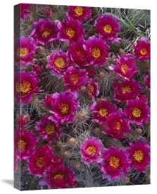 Tim Fitzharris - Grizzly Bear Cactus in bloom, North America