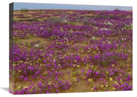 Tim Fitzharris - Sand Verbena carpeting the ground, Imperial Sand Dunes, California