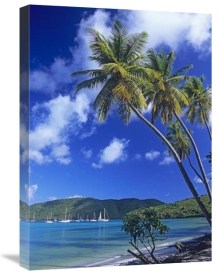 Tim Fitzharris - Palm trees at Maho Bay, Virgin Islands