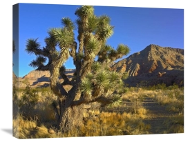 Tim Fitzharris - Joshua Tree with the Virgin Mountains, Arizona