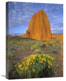 Tim Fitzharris - Common Sunflowers and Temple of the Sun, Capitol Reef NP, Utah