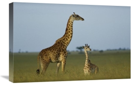 Tim Fitzharris - Giraffe adult and foal on savanna, Kenya