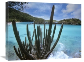 Tim Fitzharris - Cactus growing along Trunk Bay,  Virgin Islands