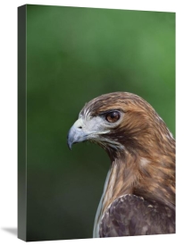 Konrad Wothe - Red-tailed Hawk portrait, North America