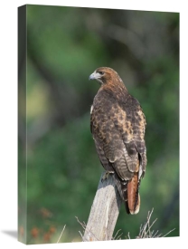 Konrad Wothe - Red-tailed Hawk perching on branch, North America