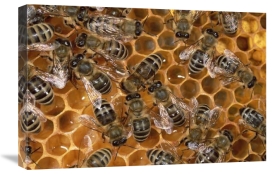 Konrad Wothe - Honey Bee colony on honeycomb, North America