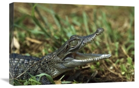 Konrad Wothe - New Guinea Crocodile baby, New Guinea, Indonesia