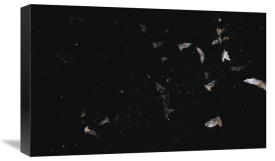 Konrad Wothe - Bats flying against starry night sky, Pantanal, Brazil