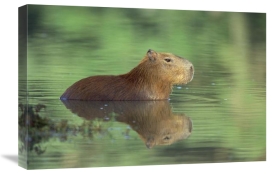 Konrad Wothe - Capybara wading, Pantanal, Brazil