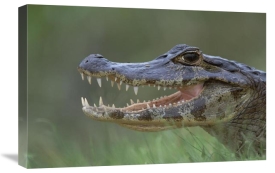 Konrad Wothe - Spectacled Caiman mouth agape, Pantanal, Brazil