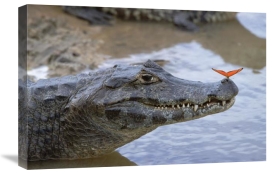 Konrad Wothe - Spectacled Caiman with orange butterfly, Pantanal,  Brazil