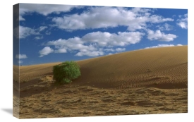 Konrad Wothe - Spinifex Grass on sand dune, Strzelecki Desert, Australia
