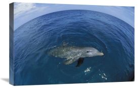 Konrad Wothe - Bottlenose Dolphin surfacing, Honduras