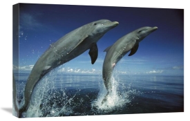 Konrad Wothe - Bottlenose Dolphin pair leaping, Honduras