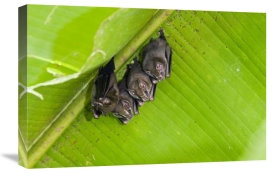 Konrad Wothe - Peters' Tent-making Bats roosting,  Costa Rica