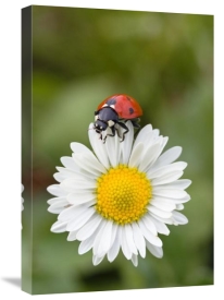 Konrad Wothe - Seven-spotted Ladybird on Common Daisy , Germany