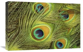 Gerry Ellis - Indian Peafowl male displaying tail feathers