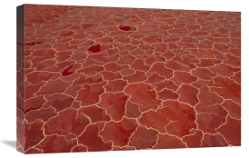 Gerry Ellis - Soda and algae formation on surface of Lake Natron, Great Rift Valley, Tanzania