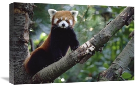 Gerry Ellis - Lesser Panda sitting on tree limb, China, Nepal, Burma