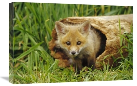 Gerry Ellis - Red Fox kit in log, Aspen Valley, Ontario, Canada