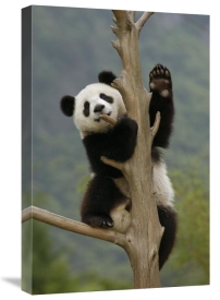 Katherine Feng - Giant Panda cub climbing tree, Wolong Nature Reserve, China