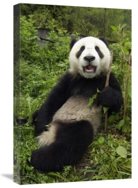 Katherine Feng - Giant Panda cub named Xiao Lei Lei, Wolong Nature Reserve, China