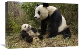 Katherine Feng - Giant Panda and baby in bamboo forest, Wolong Nature Reserve, China