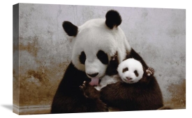 Katherine Feng - Gongzhu and her young cub, Wolong Nature Reserve, China